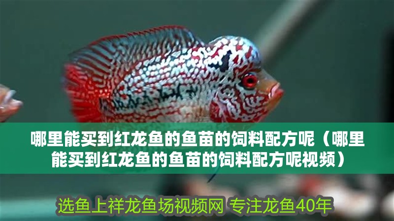 哪里能買到紅龍魚的魚苗的飼料配方呢（哪里能買到紅龍魚的魚苗的飼料配方呢視頻）