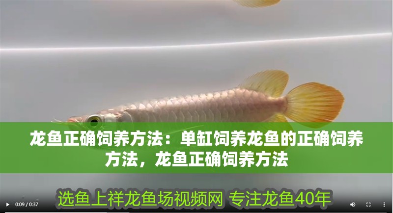 龍魚正確飼養(yǎng)方法：單缸飼養(yǎng)龍魚的正確飼養(yǎng)方法，龍魚正確飼養(yǎng)方法