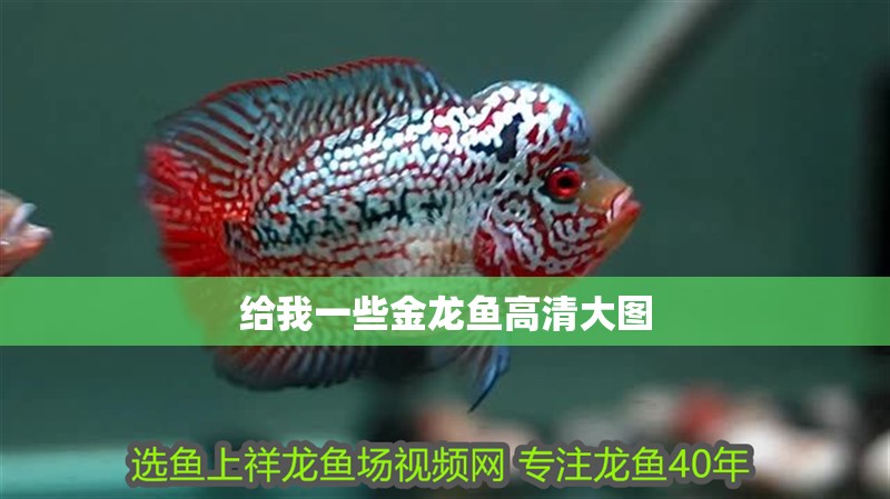 給我一些金龍魚高清大圖