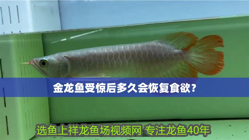 金龍魚受驚后多久會恢復食欲？
