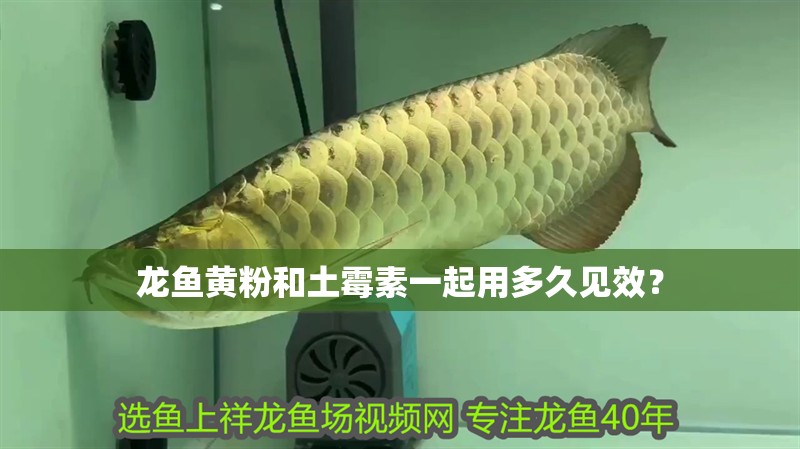 龍魚黃粉和土霉素一起用多久見(jiàn)效？