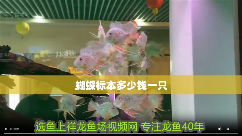 蝴蝶標本多少錢一只