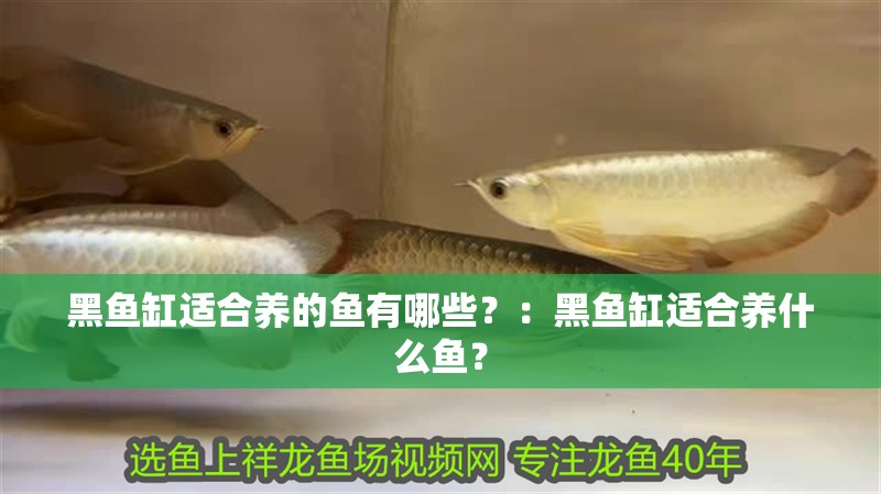 黑魚缸適合養(yǎng)的魚有哪些？：黑魚缸適合養(yǎng)什么魚？