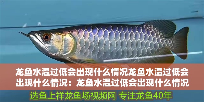 龍魚(yú)水溫過(guò)低會(huì)出現(xiàn)什么情況龍魚(yú)水溫過(guò)低會(huì)出現(xiàn)什么情況：龍魚(yú)水溫過(guò)低會(huì)出現(xiàn)什么情況