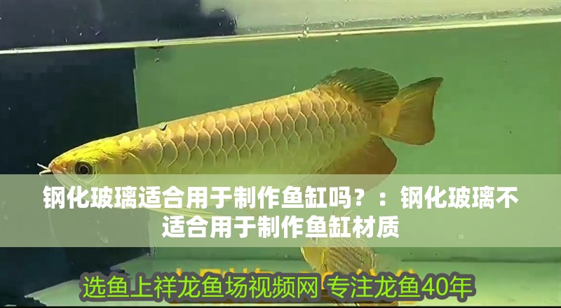 鋼化玻璃適合用于制作魚缸嗎？：鋼化玻璃不適合用于制作魚缸材質(zhì)