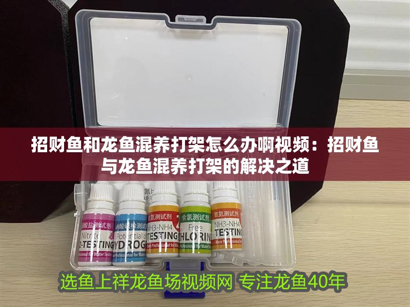 招財魚和龍魚混養(yǎng)打架怎么辦啊視頻：招財魚與龍魚混養(yǎng)打架的解決之道