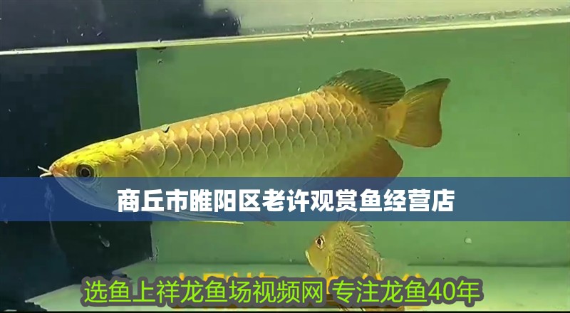 <strong><mark>商丘</mark></strong>市睢陽區老許觀賞魚經營店