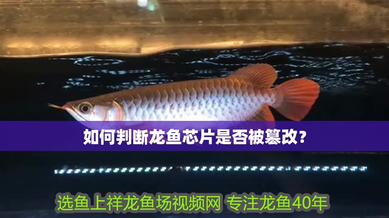 如何判斷龍魚芯片是否被篡改？