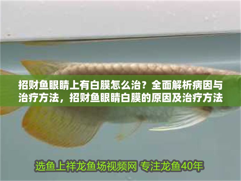 招財魚眼睛上有白膜怎么治？全面解析病因與治療方法，招財魚眼睛白膜的原因及治療方法全解析