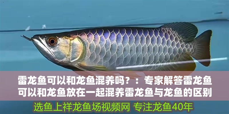 雷龍魚可以和龍魚混養嗎？：專家解答雷龍魚可以和龍魚放在一起混養雷龍魚與龍魚的區別在哪里