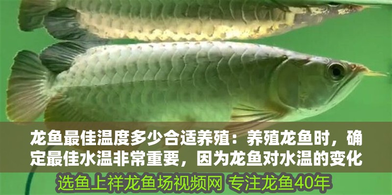 龍魚最佳溫度多少合適養殖：養殖龍魚時，確定最佳水溫非常重要，因為龍魚對水溫的變化非常敏感