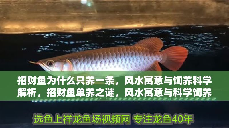 招財魚為什么只養一條，風水寓意與飼養科學解析，招財魚單養之謎，風水寓意與科學飼養全解析
