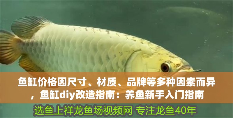 魚(yú)缸價(jià)格因尺寸、材質(zhì)、品牌等多種因素而異，魚(yú)缸diy改造指南：養(yǎng)魚(yú)新手入門(mén)指南