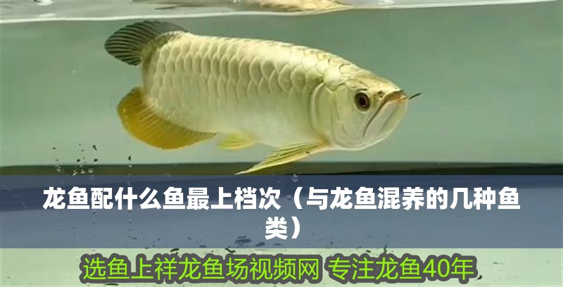 龍魚配什么魚最上檔次（與龍魚混養(yǎng)的幾種魚類）