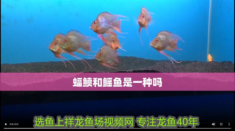 蝠鲼和鰩魚是一種嗎