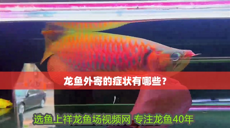 龍魚外寄的癥狀有哪些？
