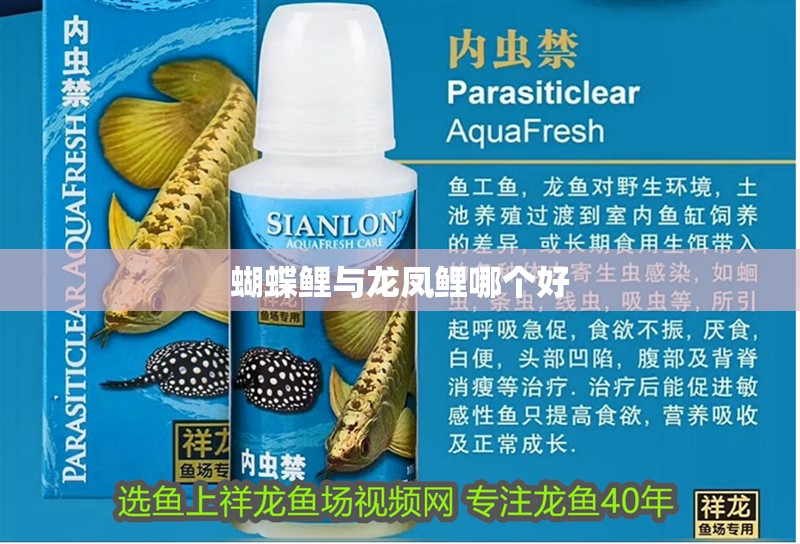 龍魚干蝦有營養(yǎng)嗎 蝴蝶鯉與龍鳳鯉哪個好 龍魚論壇 蝴蝶鯉與龍鳳鯉哪個好 蝴蝶鯉與龍鳳鯉哪個好 龍魚論壇