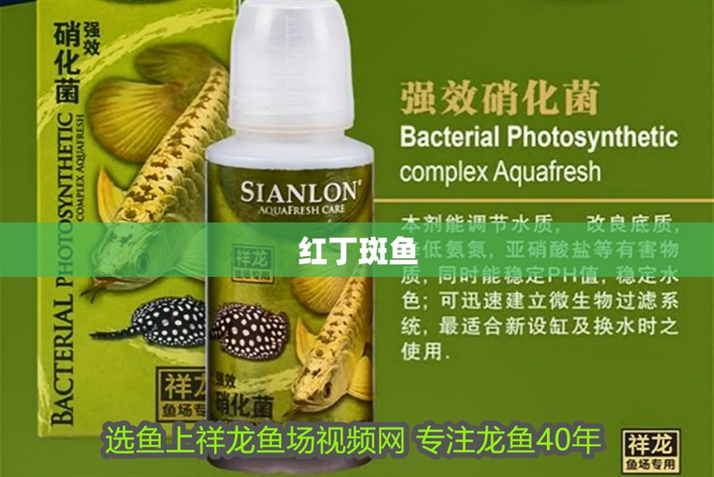 紅丁斑魚