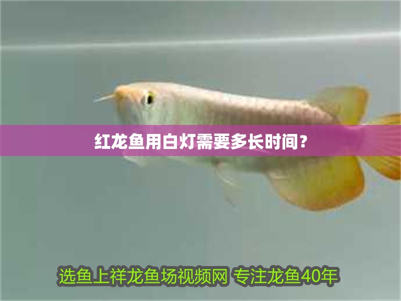 紅龍魚(yú)用白燈需要多長(zhǎng)時(shí)間？