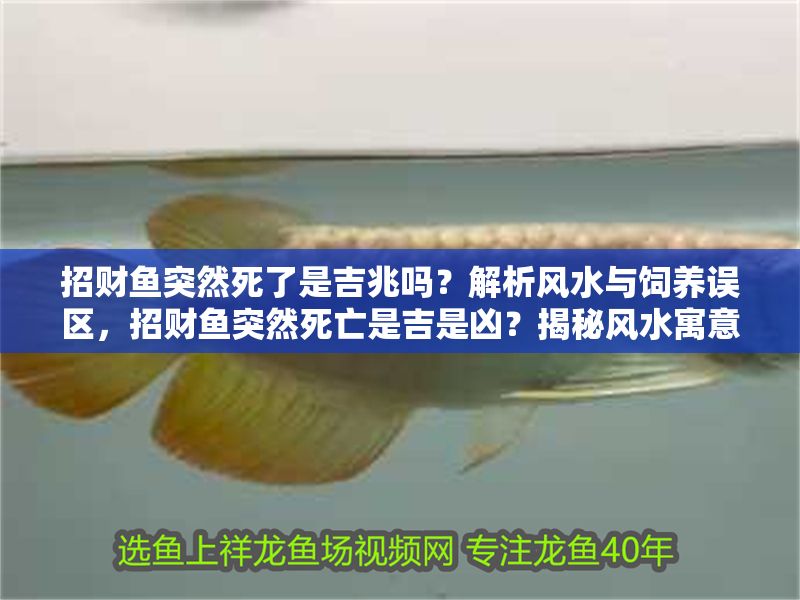 招財魚突然死了是吉兆嗎？解析風水與飼養誤區，招財魚突然死亡是吉是兇？揭秘風水寓意與常見飼養錯誤