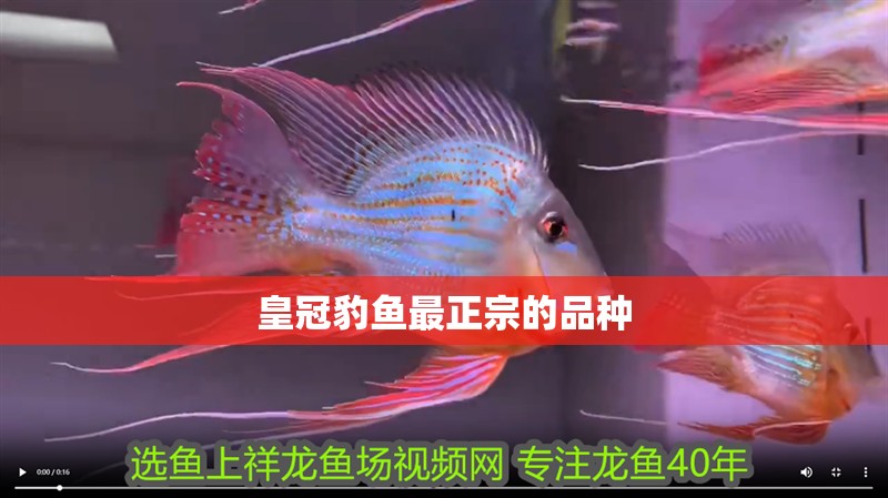 皇冠豹魚最正宗的品種 皇冠豹魚最正宗的品種 龍魚論壇