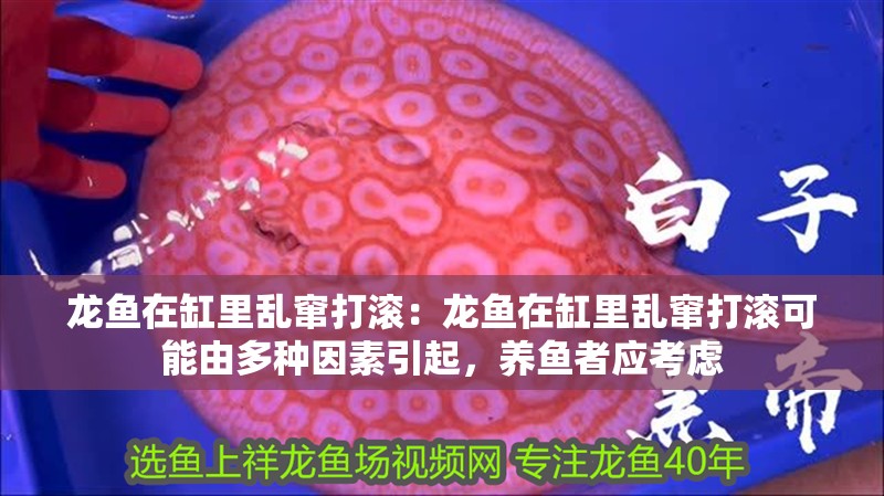 龍魚在缸里亂竄打滾：龍魚在缸里亂竄打滾可能由多種因素引起，養(yǎng)魚者應(yīng)考慮