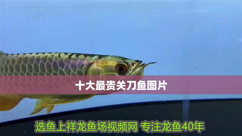 十大最貴關刀魚圖片 十大最貴關刀魚圖片 龍魚論壇