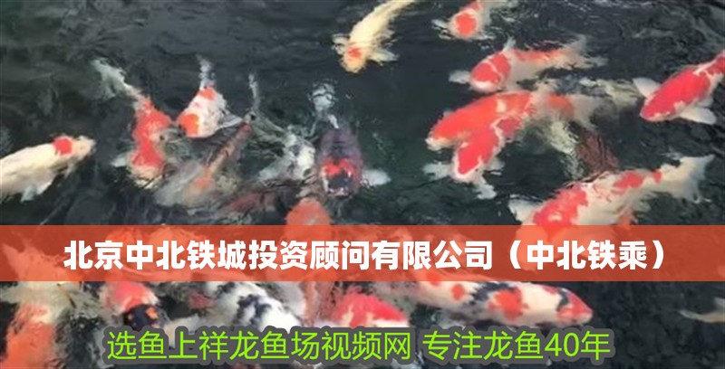 我的虎魚真菌感染了要怎么處理 北京中北鐵城投資顧問有限公司(中北鐵乘) 全國水族館企業名錄 北京中北鐵城投資顧問有限公司(中北鐵乘) 北京中北鐵城投資顧問有限公司(中北鐵乘) 全國水族館企業名錄