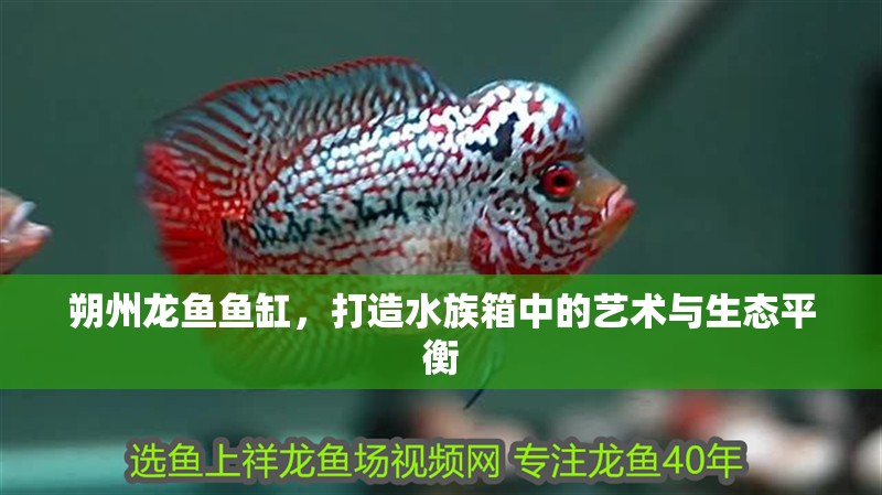 朔州龍魚魚缸，打造水族箱中的藝術與生態平衡 朔州龍魚魚缸，打造水族箱中的藝術與生態平衡 魚缸百科
