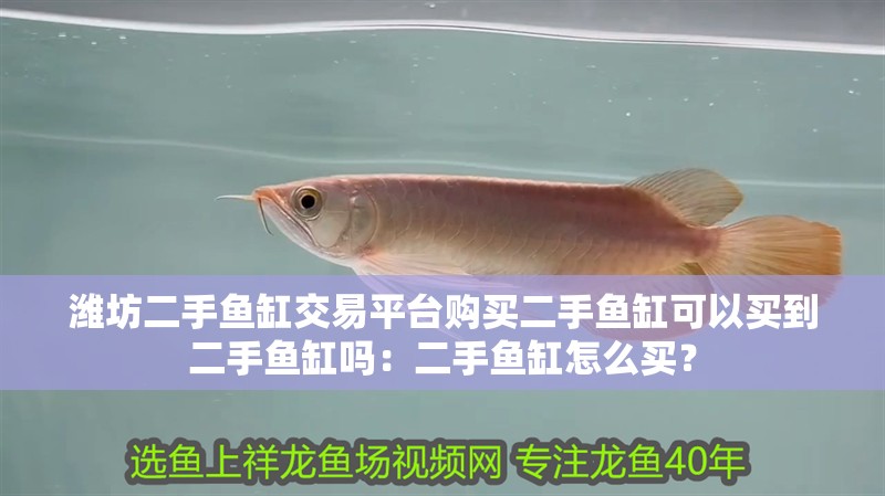 濰坊二手魚缸交易平臺購買二手魚缸可以買到二手魚缸嗎：二手魚缸怎么買？ 濰坊二手魚缸交易平臺購買二手魚缸可以買到二手魚缸嗎：二手魚缸怎么買？ 魚缸百科