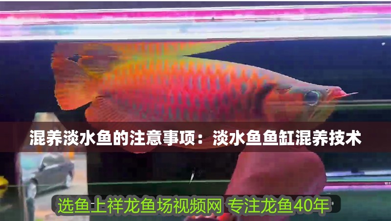 混養淡水魚的注意事項：淡水魚魚缸混養技術 混養淡水魚的注意事項：淡水魚魚缸混養技術 魚缸百科