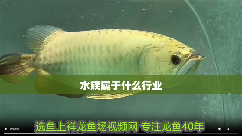 水族屬于什么行業(yè) 水族屬于什么行業(yè) 龍魚論壇