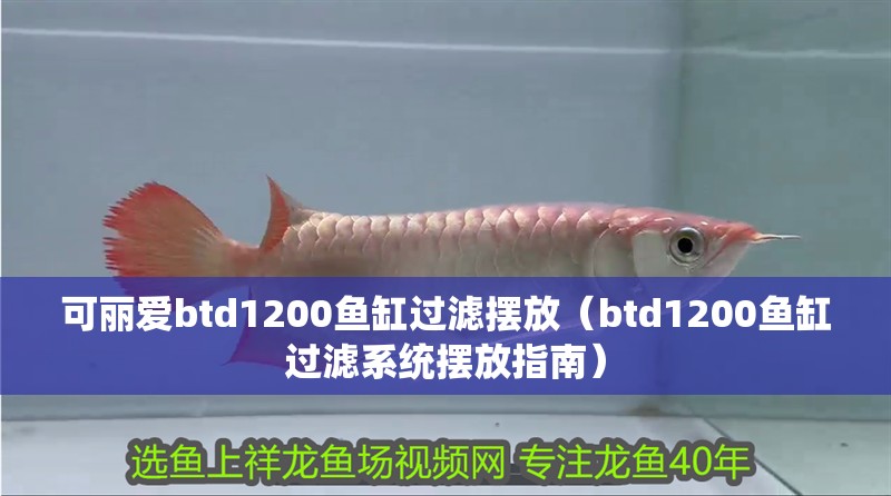 可麗愛(ài)btd1200魚(yú)缸過(guò)濾擺放（btd1200魚(yú)缸過(guò)濾系統(tǒng)擺放指南） 可麗愛(ài)btd1200魚(yú)缸過(guò)濾擺放（btd1200魚(yú)缸過(guò)濾系統(tǒng)擺放指南） 魚(yú)缸百科