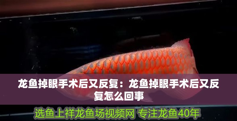 龍魚掉眼手術后又反復：龍魚掉眼手術后又反復怎么回事
