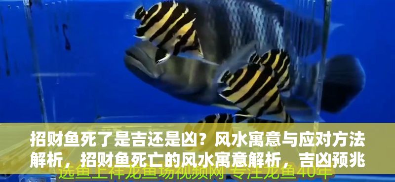 招財魚死了是吉還是兇？風(fēng)水寓意與應(yīng)對方法解析，招財魚死亡的風(fēng)水寓意解析，吉兇預(yù)兆與化解方法 招財魚死了是吉還是兇？風(fēng)水寓意與應(yīng)對方法解析，招財魚死亡的風(fēng)水寓意解析，吉兇預(yù)兆與化解方法 龍魚百科 第1張