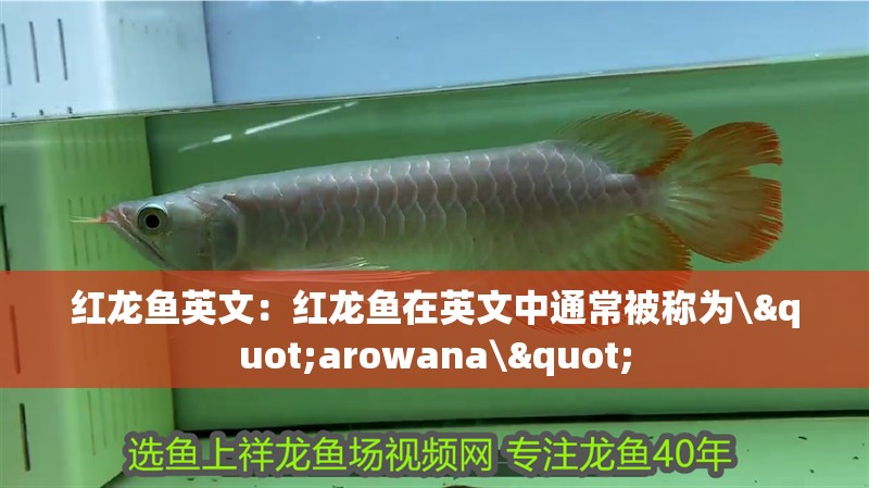 紅龍魚英文：紅龍魚在英文中通常被稱為\"arowana\"
