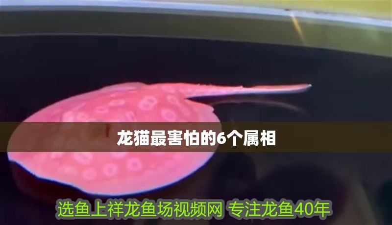 龍貓最害怕的6個屬相 龍貓最害怕的6個屬相 龍魚論壇