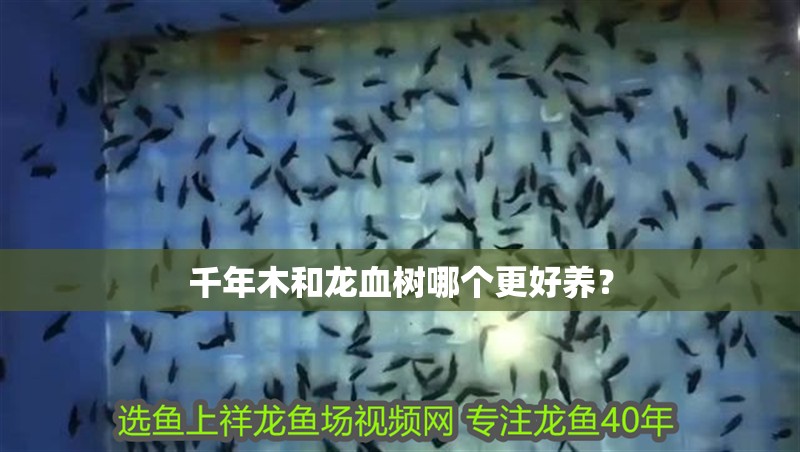 千年木和龍血樹哪個更好養？