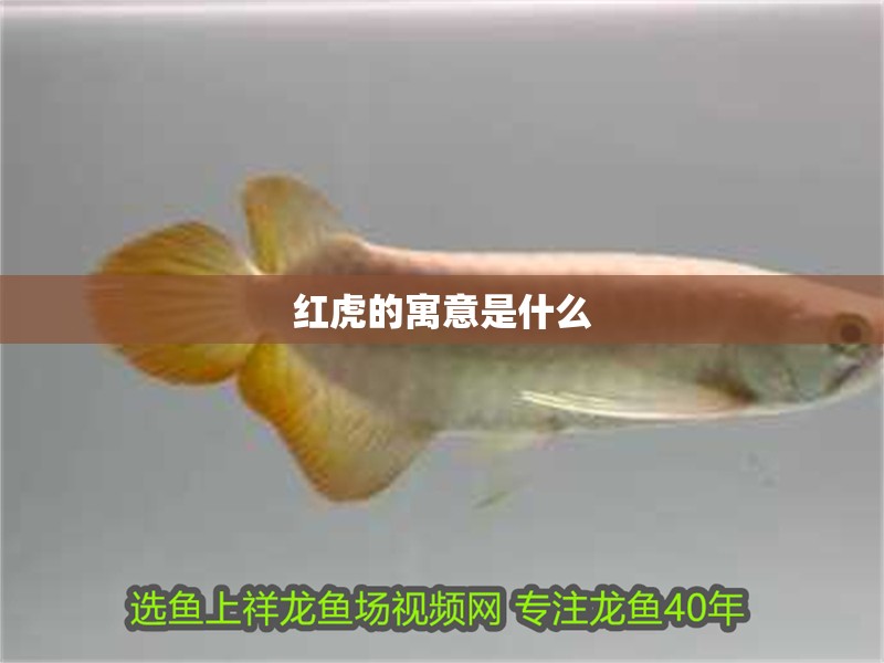 紅虎的寓意是什么