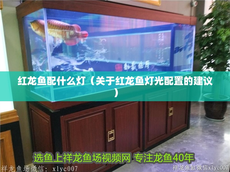 紅龍魚配什么燈（關于紅龍魚燈光配置的建議）