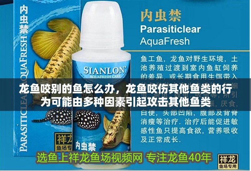 龍魚咬別的魚怎么辦，龍魚咬傷其他魚類的行為可能由多種因素引起攻擊其他魚類