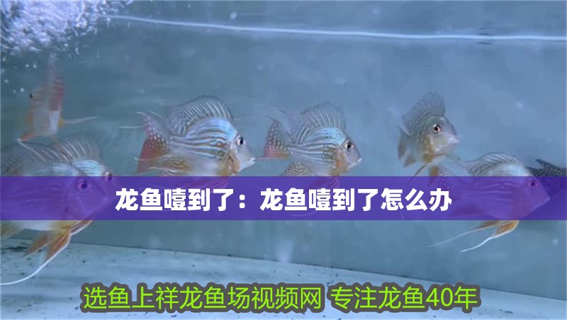龍魚噎到了：龍魚噎到了怎么辦