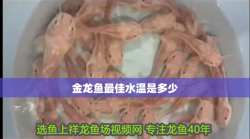 金龍魚最佳水溫是多少