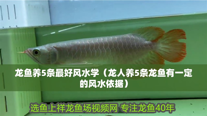 龍魚養(yǎng)5條最好風(fēng)水學(xué)（龍人養(yǎng)5條龍魚有一定的風(fēng)水依據(jù)）