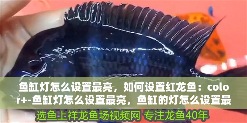 龍魚干蝦有營養嗎 魚缸燈怎么設置最亮,如何設置紅龍魚:color+-魚缸燈怎么設置最亮,魚缸的燈怎么設置最亮 魚缸百科 魚缸燈怎么設置最亮,如何設置紅龍魚:color+-魚缸燈怎么設置最亮,魚缸的燈怎么設置最亮 魚缸燈怎么設置最亮,如何設置紅龍魚:color+-魚缸燈怎么設置最亮,魚缸的燈怎么設置最亮 魚缸百科