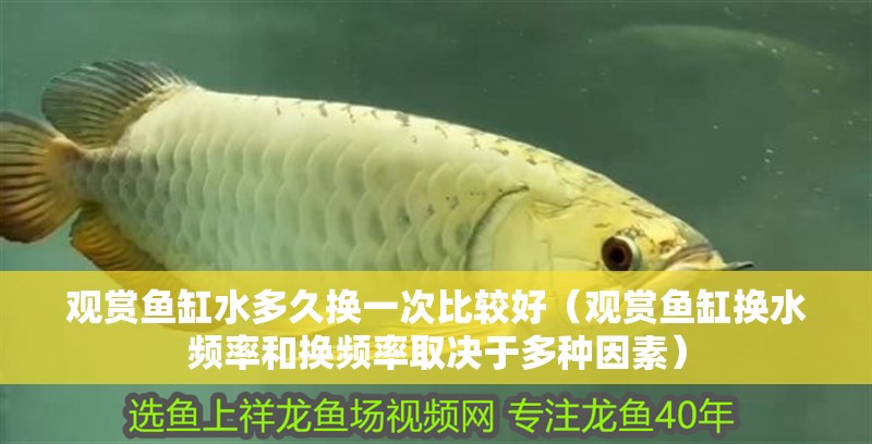 觀賞魚缸水多久換一次比較好（觀賞魚缸換水頻率和換頻率取決于多種因素） 觀賞魚缸水多久換一次比較好（觀賞魚缸換水頻率和換頻率取決于多種因素） 魚缸百科