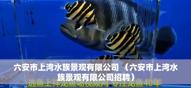 魚缸過濾器選購指南:自制魚缸過濾器魚缸上置過濾器對于養(yǎng)魚愛好者的必備知識 六安市上灣水族景觀有限公司 (六安市上灣水族景觀有限公司招聘) 全國水族館企業(yè)名錄 六安市上灣水族景觀有限公司 (六安市上灣水族景觀有限公司招聘) 六安市上灣水族景觀有限公司 (六安市上灣水族景觀有限公司招聘) 全國水族館企業(yè)名錄