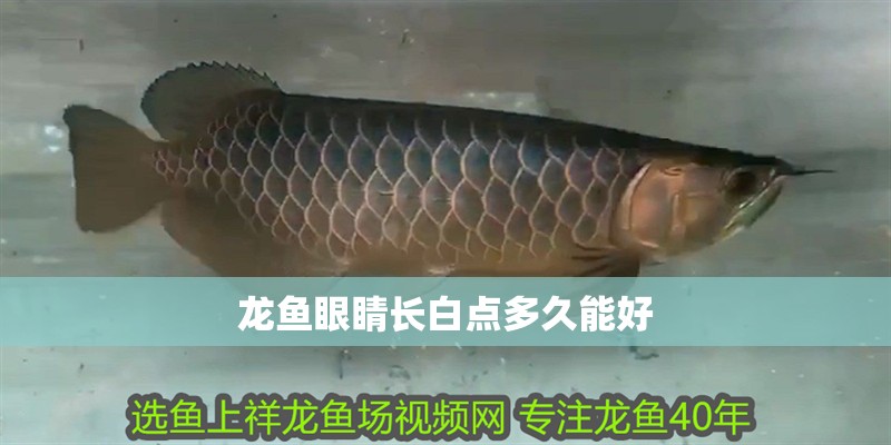 龍魚眼睛長白點多久能好