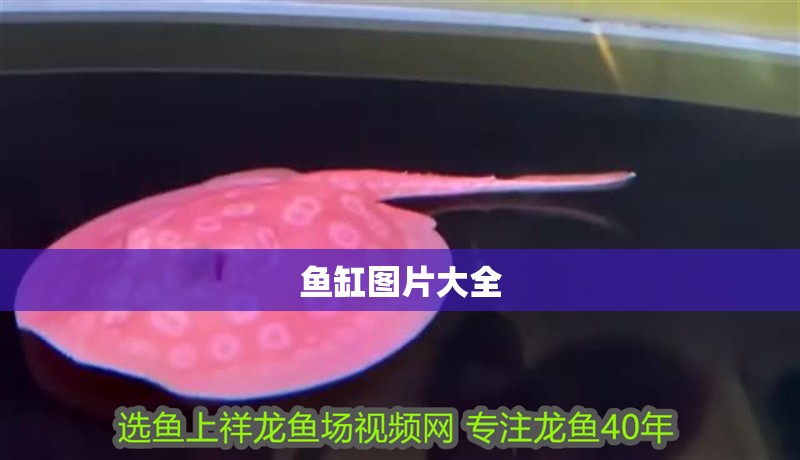 魚缸圖片大全
