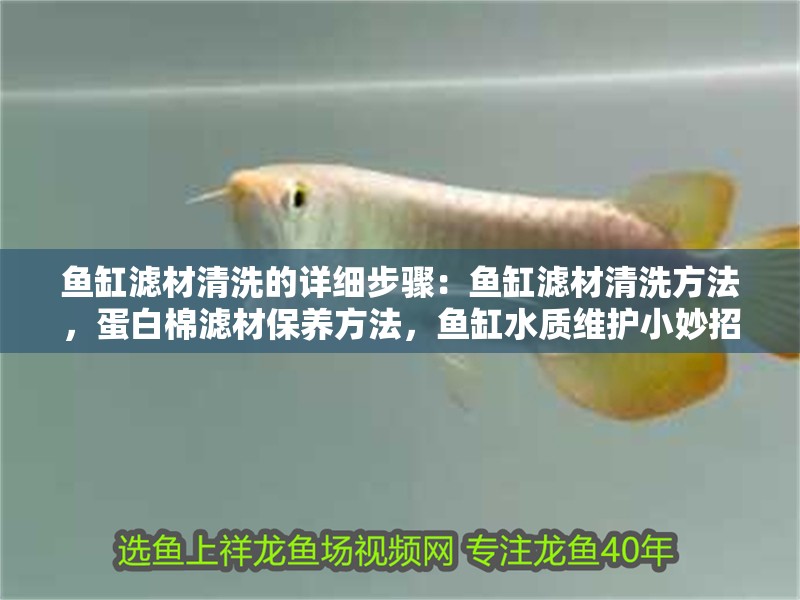 魚缸濾材清洗的詳細步驟：魚缸濾材清洗方法，蛋白棉濾材保養方法，魚缸水質維護小妙招